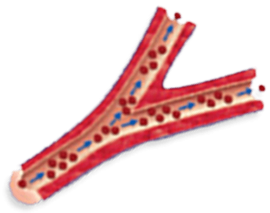 Illustration of a Healthy Blood Vessel